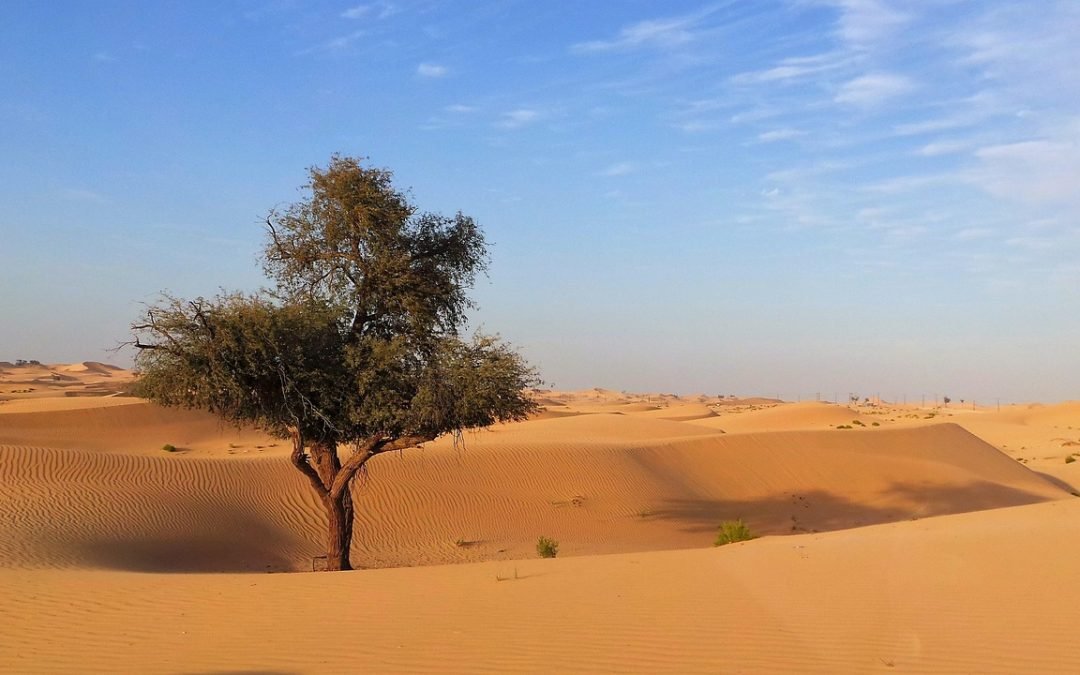 Best Cruises from Abu Dhabi in 2025: Routes, Prices & Deals