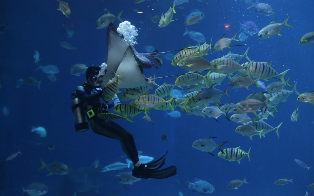 Scuba & Adventure Cruises from Indian Ports: The New Wave of Thrill Travel