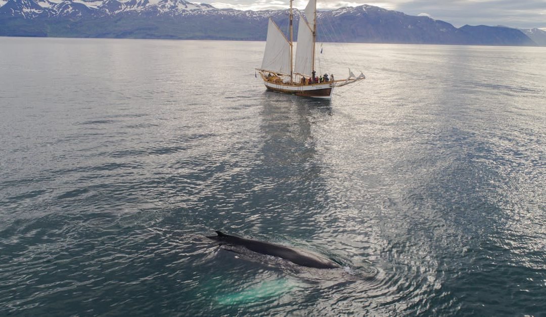 Best Cruises for Wildlife Lovers