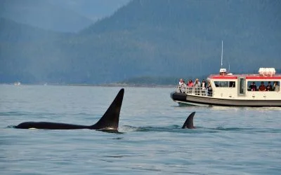 Best Cruises for Nature & Wildlife Enthusiasts